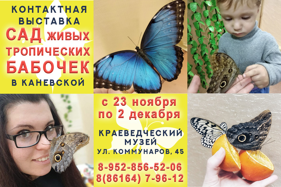 Эль рио выставка бабочек. Выставка живых бабочек. Выставка живых тропических бабочек. Viztka babochek. Контактная выставка тропические бабочки.